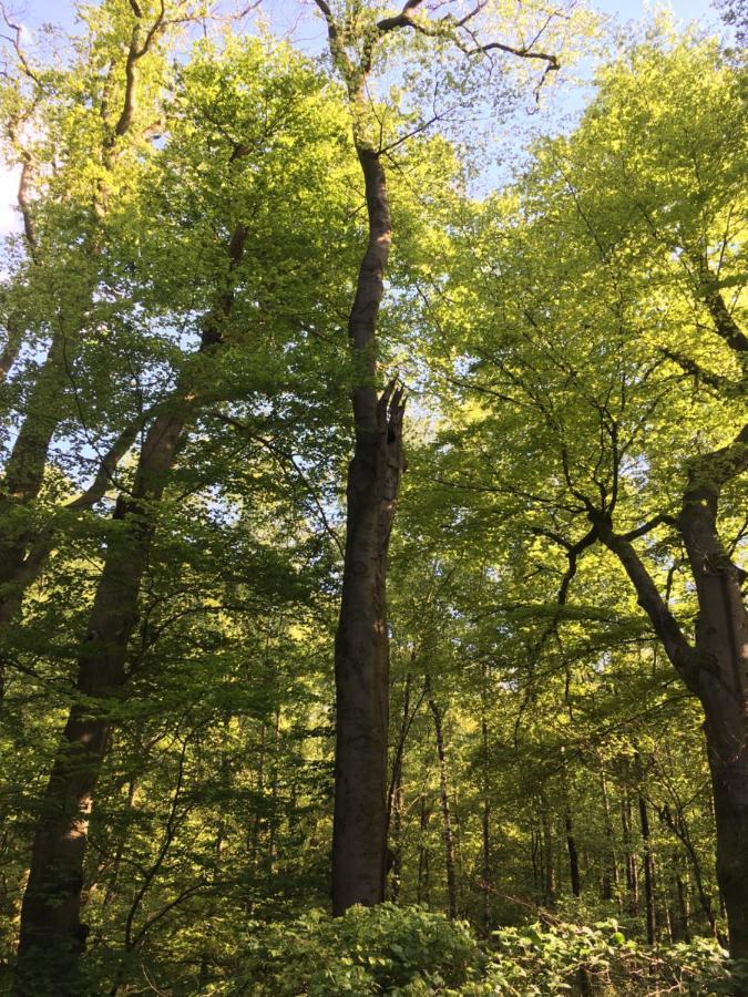 Bed & Breakfast De Ijsvogel Doorwerth Bagian luar foto